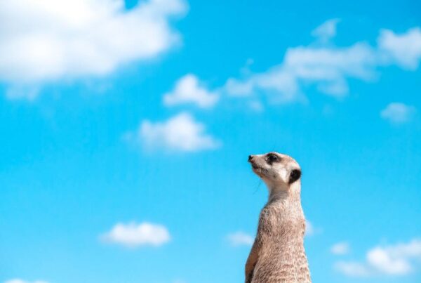 wondering sky